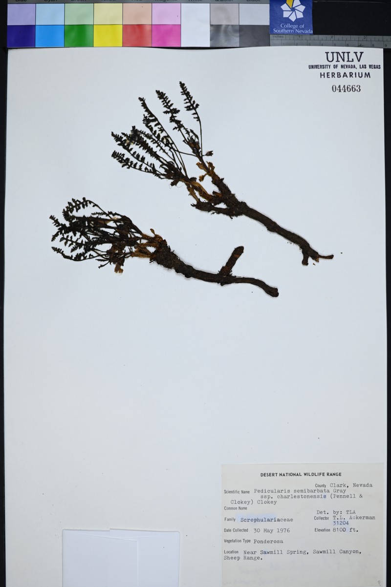 Pedicularis semibarbata subsp. charlestonensis photo 4