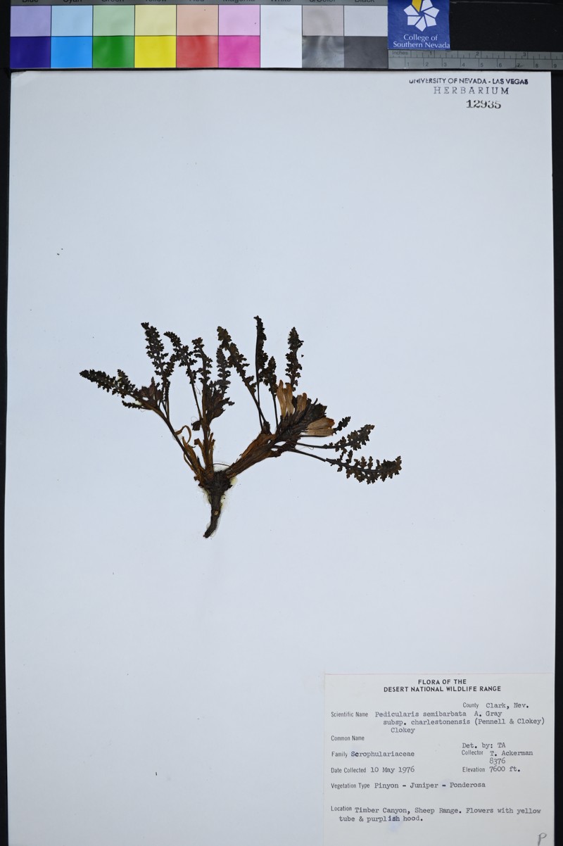 Pedicularis semibarbata subsp. charlestonensis photo 5