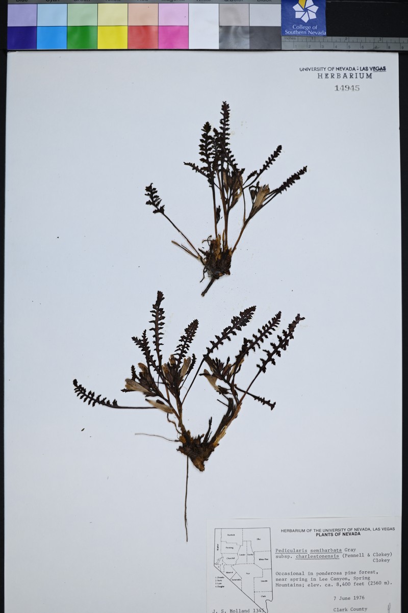 Pedicularis semibarbata subsp. charlestonensis photo 6