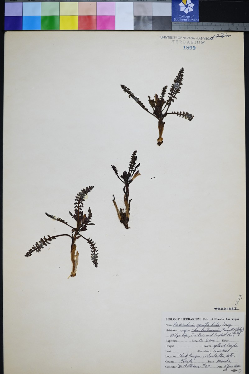 Pedicularis semibarbata subsp. charlestonensis photo 7