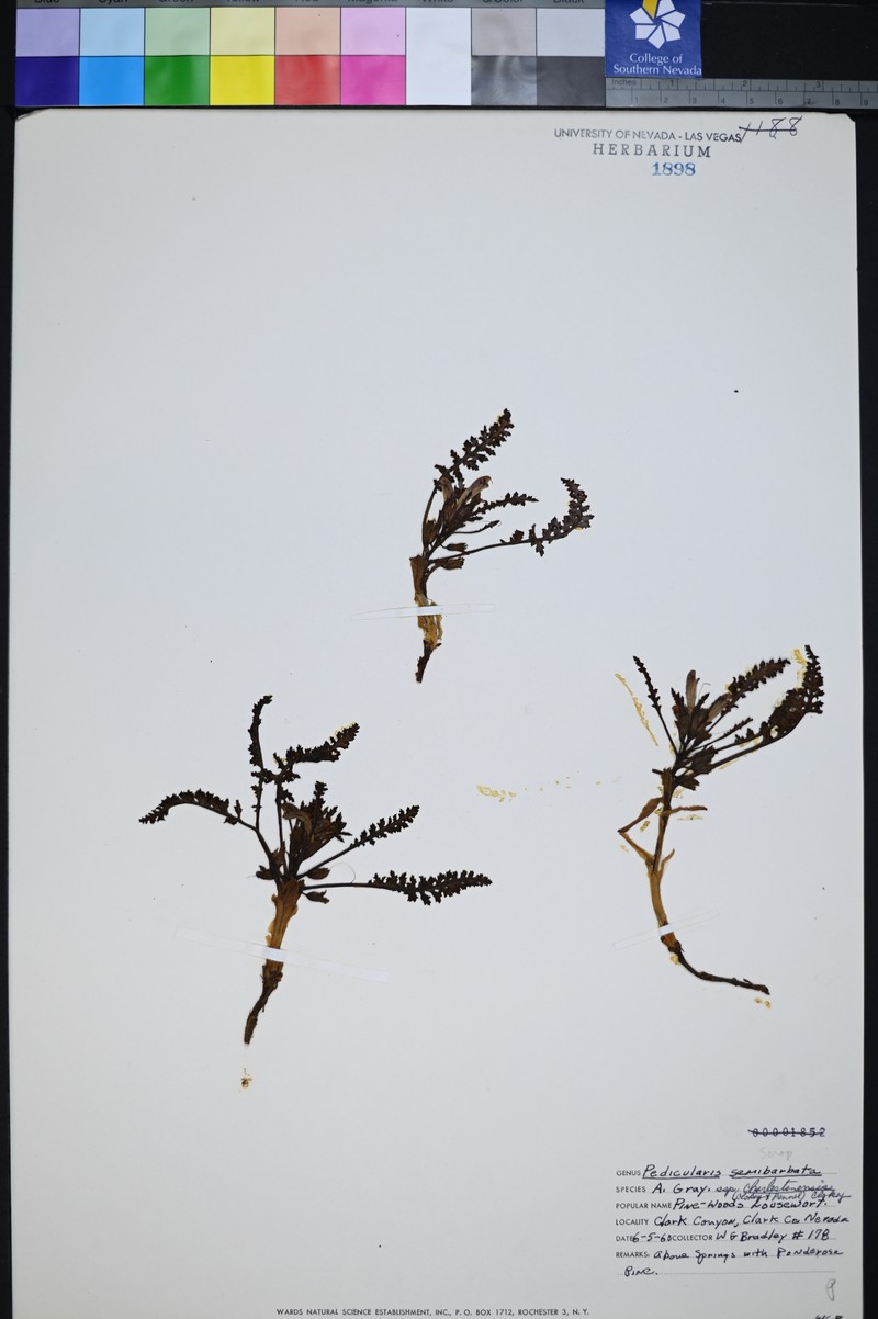Pedicularis semibarbata subsp. charlestonensis photo 8