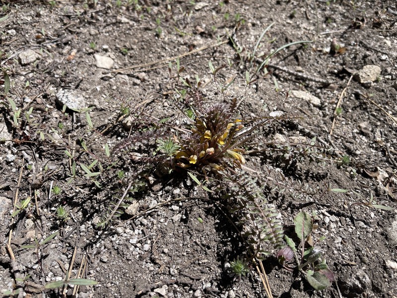Pedicularis semibarbata subsp. semibarbata