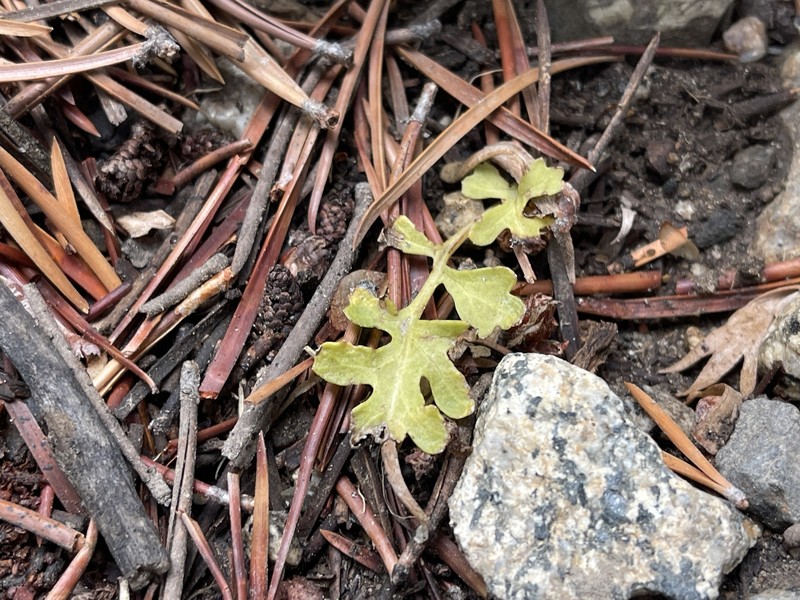 Pedicularis semibarbata subsp. semibarbata photo 2