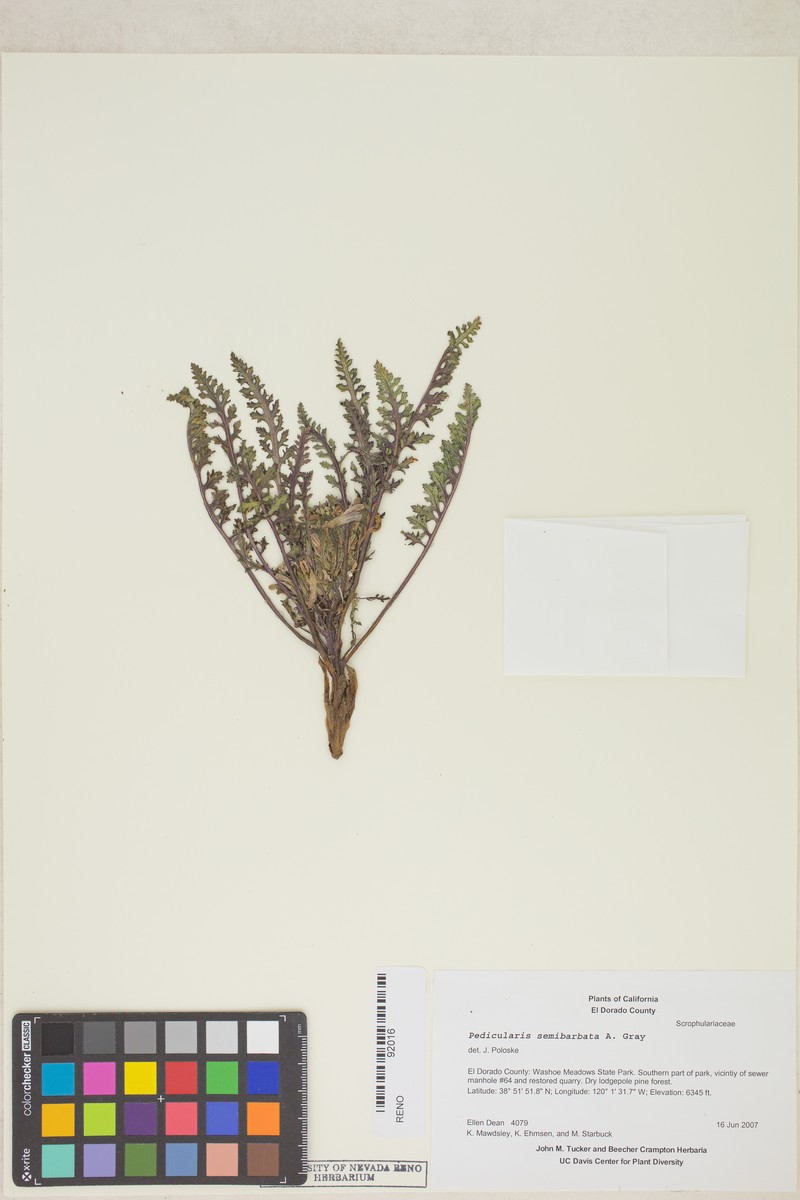 Pedicularis semibarbata subsp. semibarbata photo 3