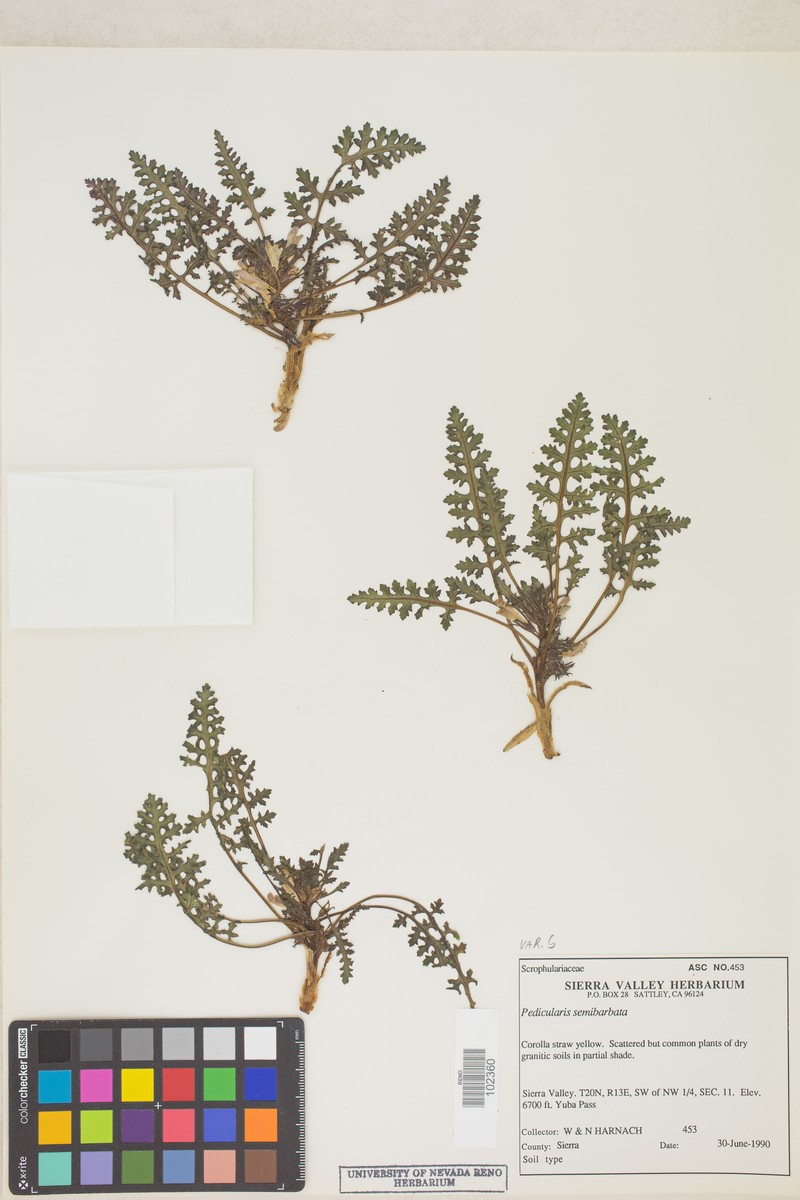 Pedicularis semibarbata subsp. semibarbata photo 4