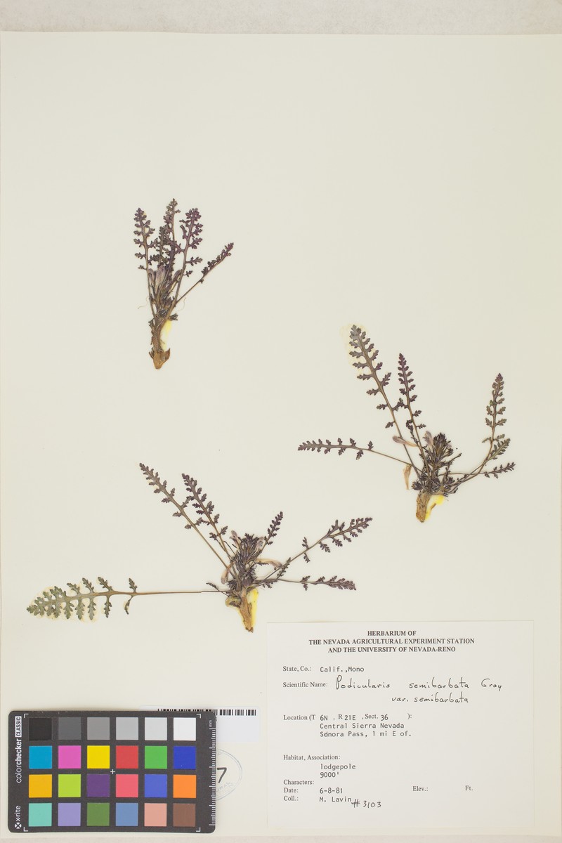 Pedicularis semibarbata subsp. semibarbata photo 5
