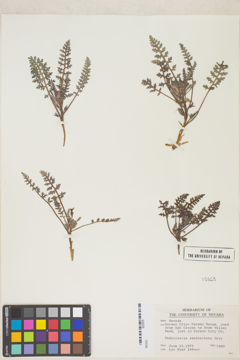 Pedicularis semibarbata subsp. semibarbata photo 6