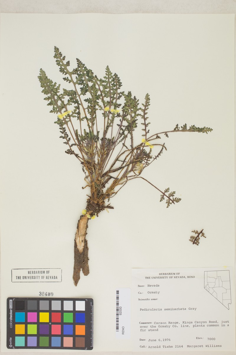 Pedicularis semibarbata subsp. semibarbata photo 7