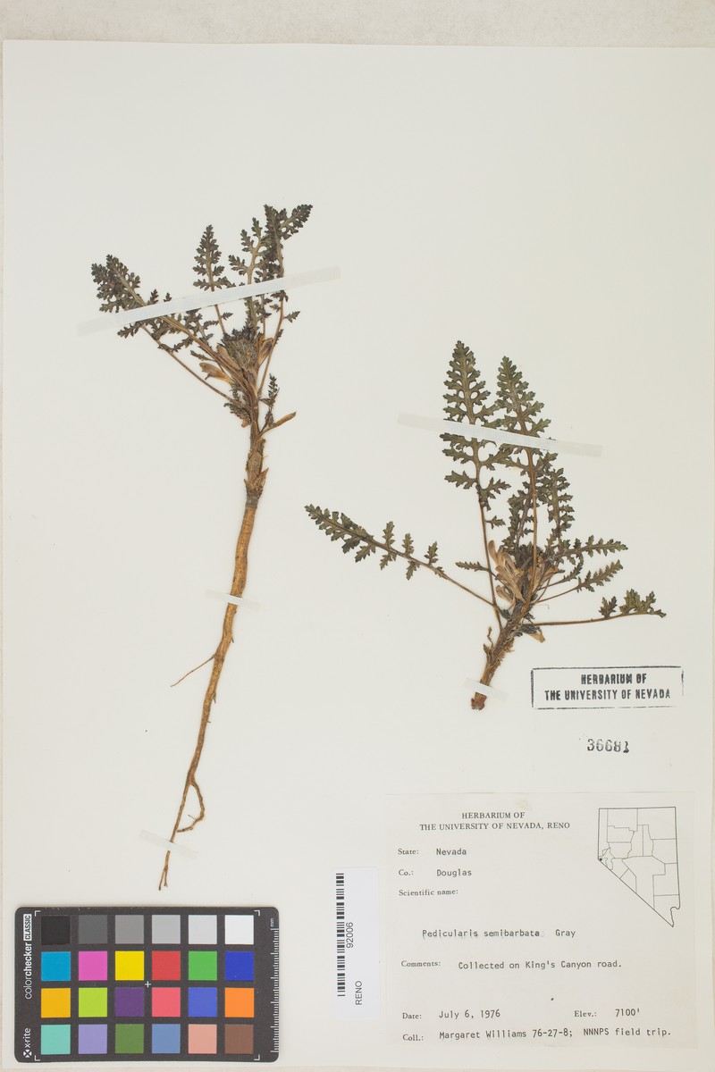 Pedicularis semibarbata subsp. semibarbata photo 8