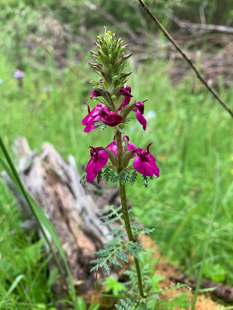 Pedicularis semitorta