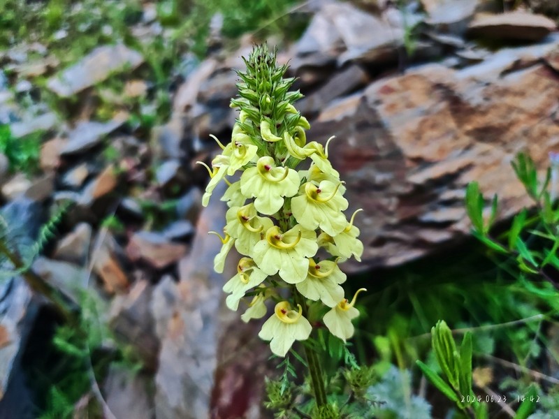 Pedicularis semitorta photo 2