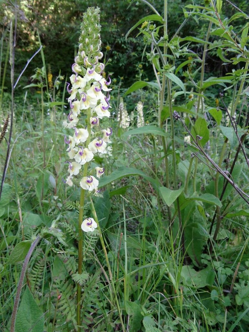 Pedicularis semitorta photo 3