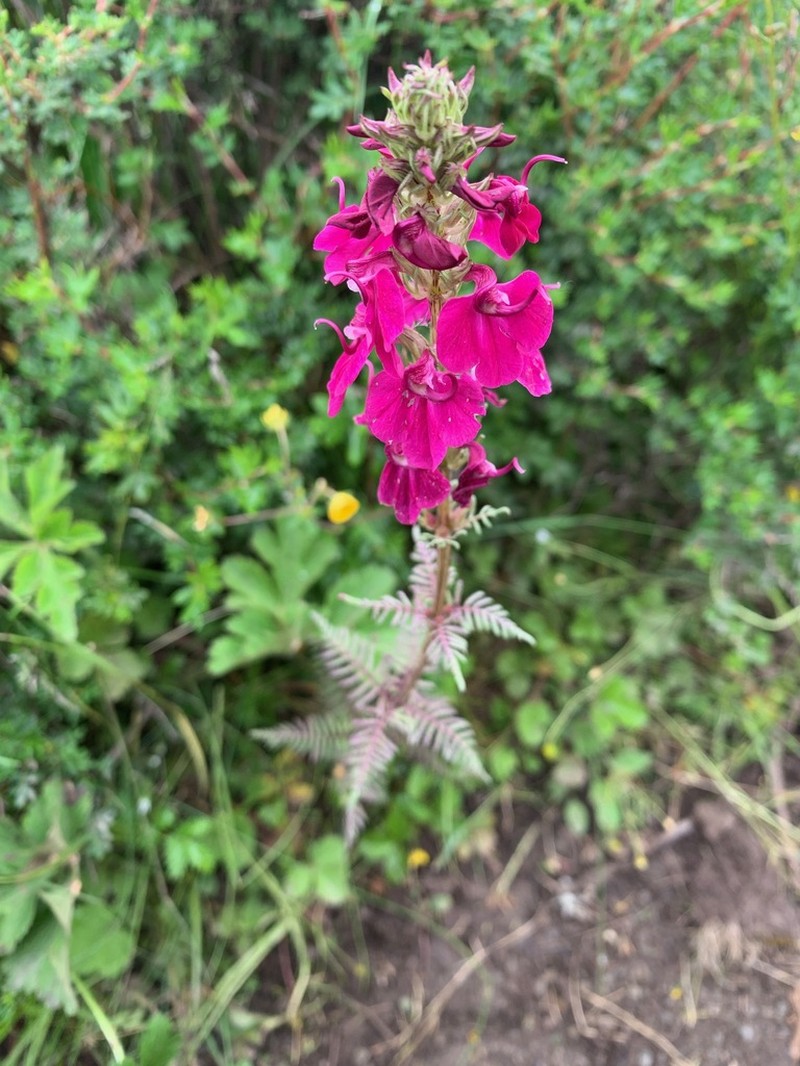 Pedicularis semitorta photo 4
