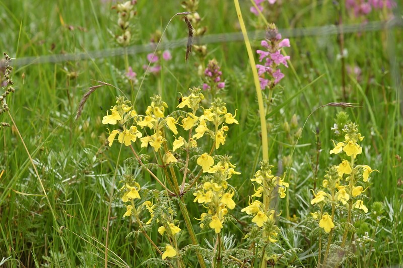 Pedicularis semitorta photo 5