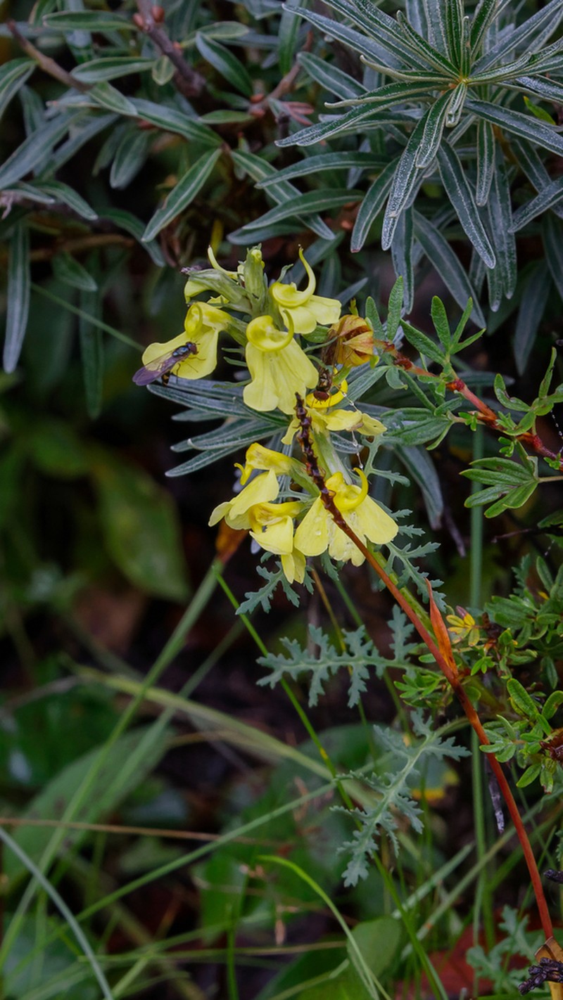 Pedicularis semitorta photo 6