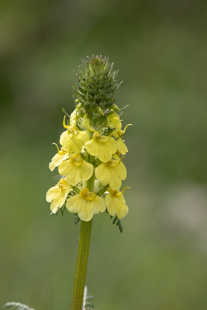 Pedicularis semitorta photo 7