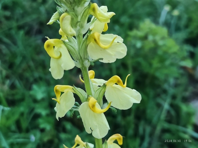 Pedicularis semitorta photo 8