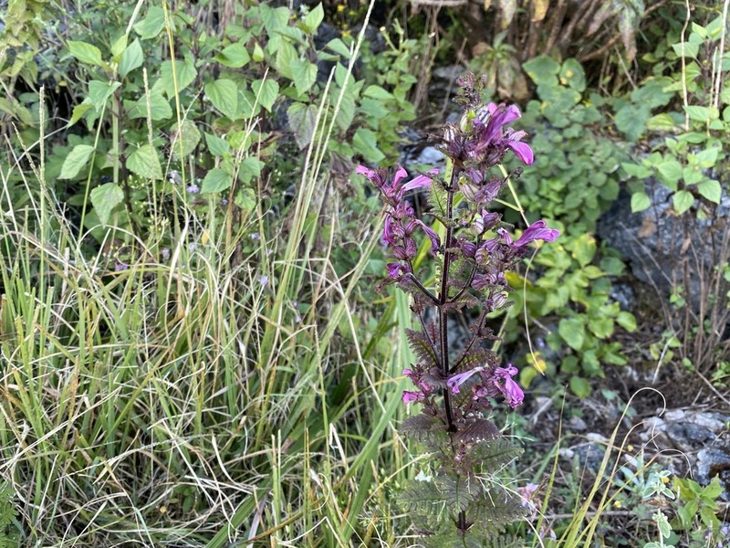 Pedicularis siamensis