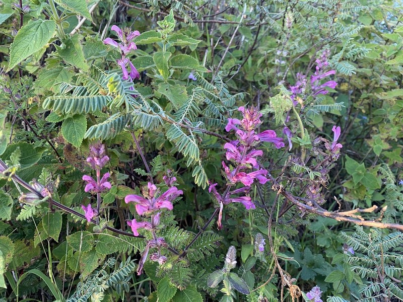 Pedicularis siamensis photo 2
