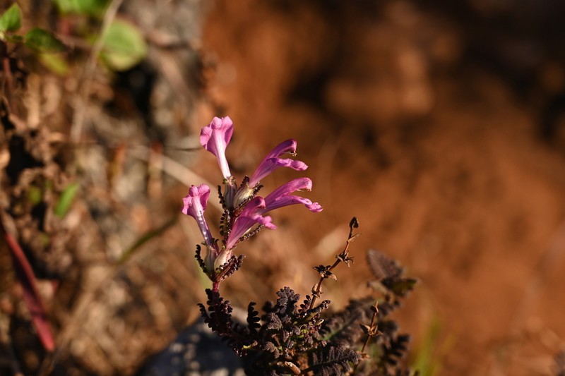 Pedicularis siamensis photo 3