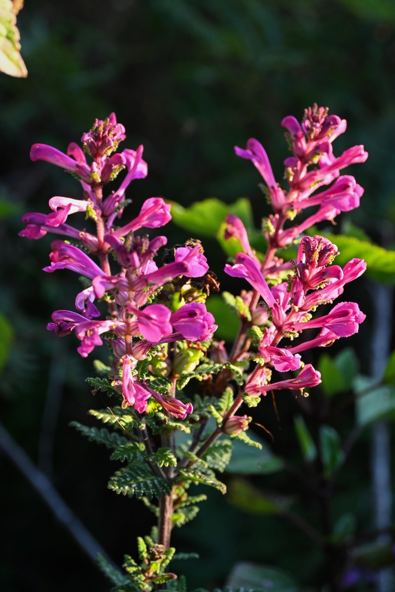 Pedicularis siamensis photo 4