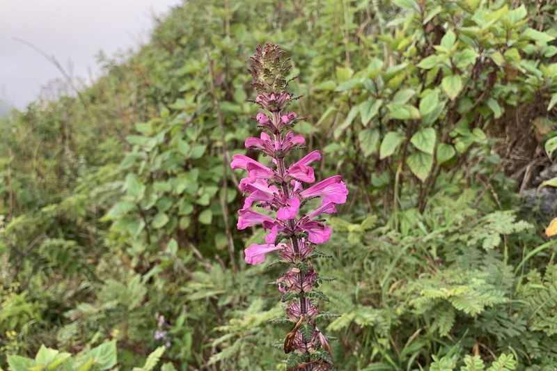 Pedicularis siamensis photo 5