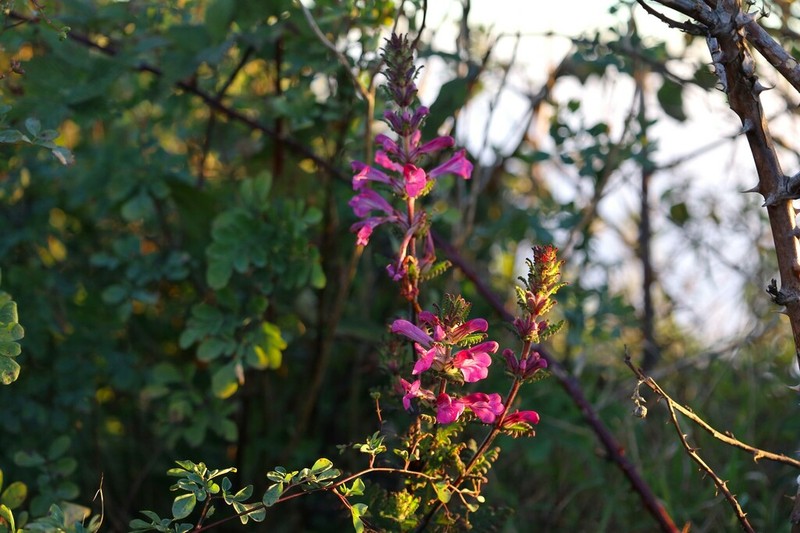 Pedicularis siamensis photo 6