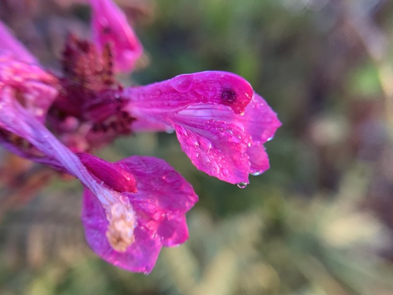 Pedicularis siamensis photo 7