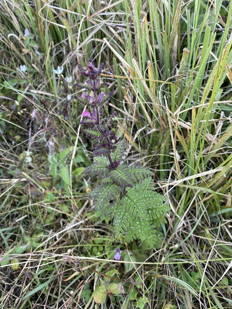 Pedicularis siamensis photo 8