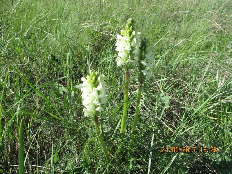 Pedicularis sibirica