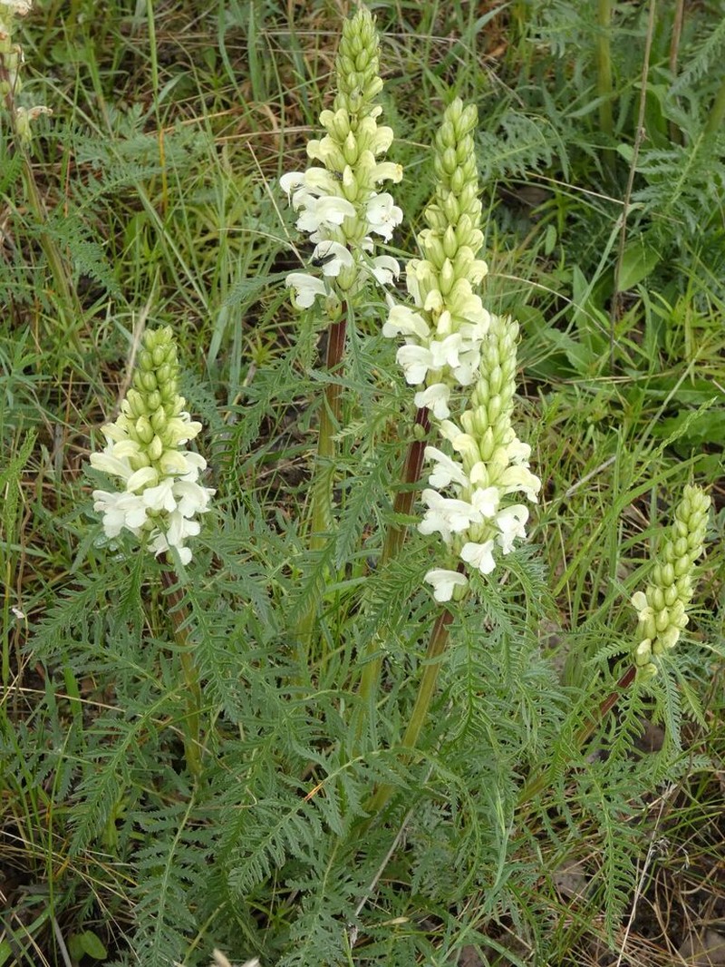 Pedicularis sibirica photo 2