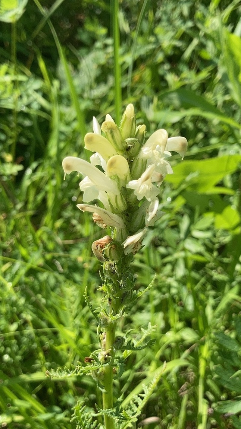 Pedicularis sibirica photo 3