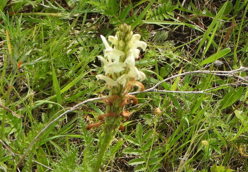 Pedicularis sibirica photo 4