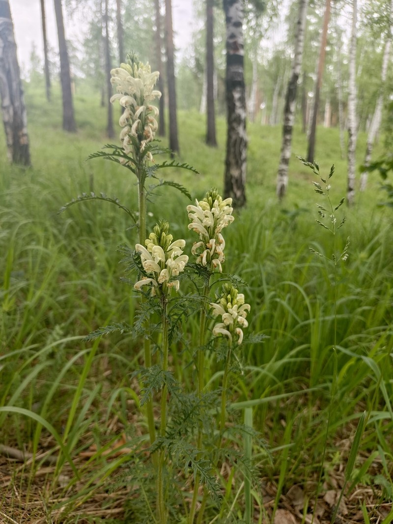Pedicularis sibirica photo 5