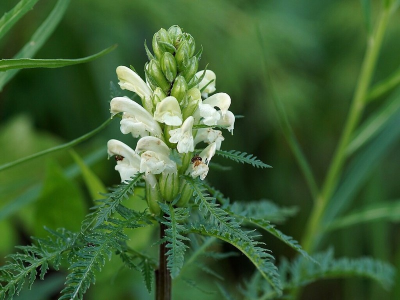 Pedicularis sibirica photo 6