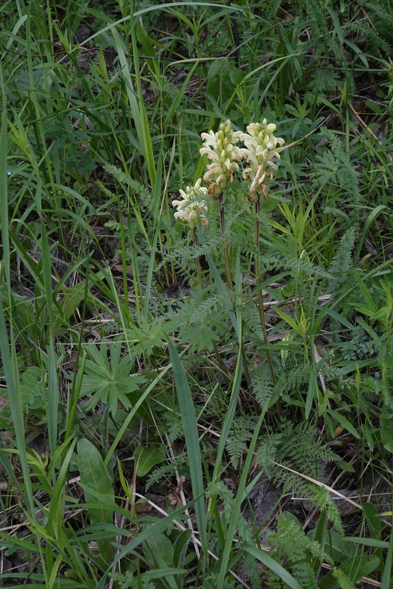 Pedicularis sibirica photo 7