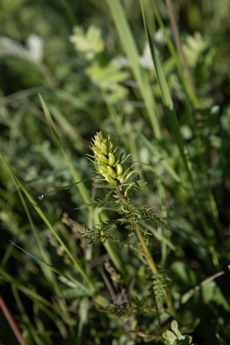 Pedicularis sibirica photo 8