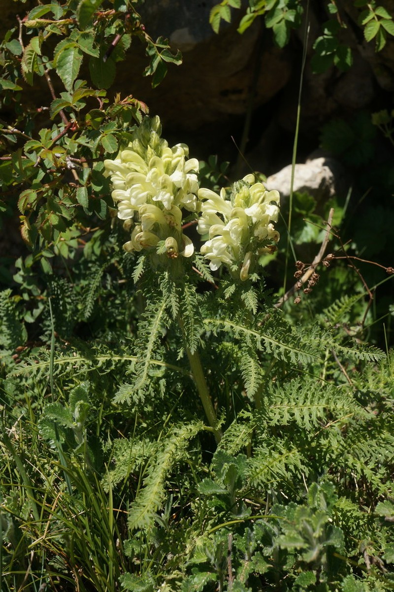 Pedicularis sibthorpii