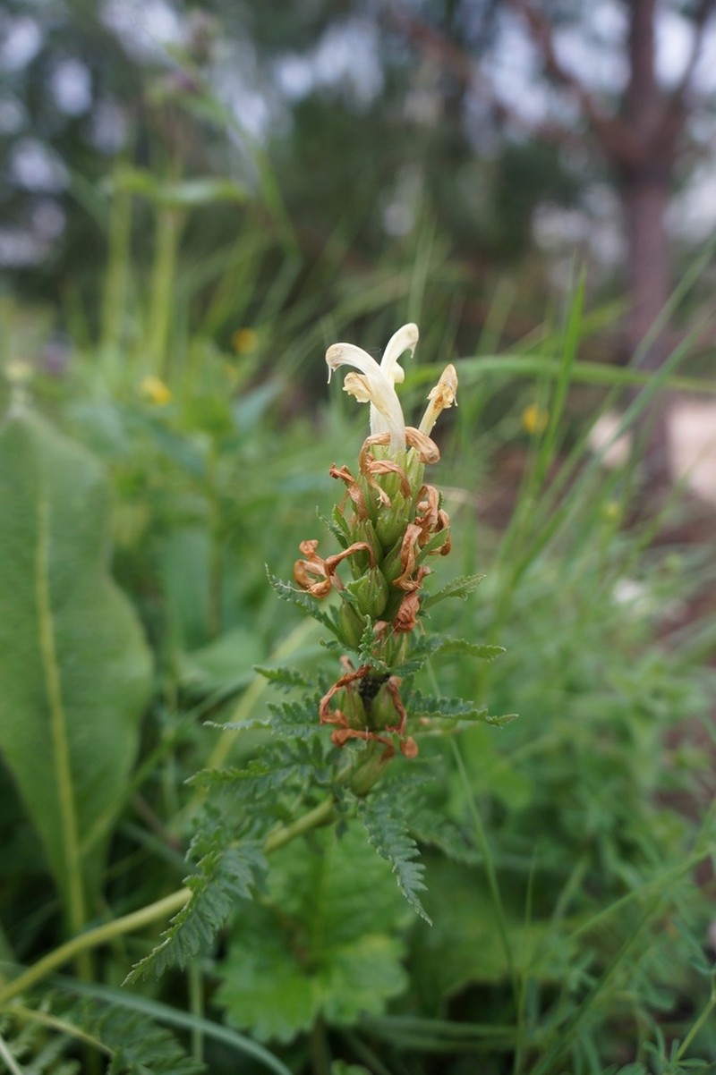 Pedicularis sibthorpii photo 2