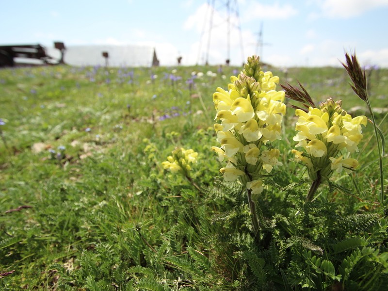 Pedicularis sibthorpii photo 3