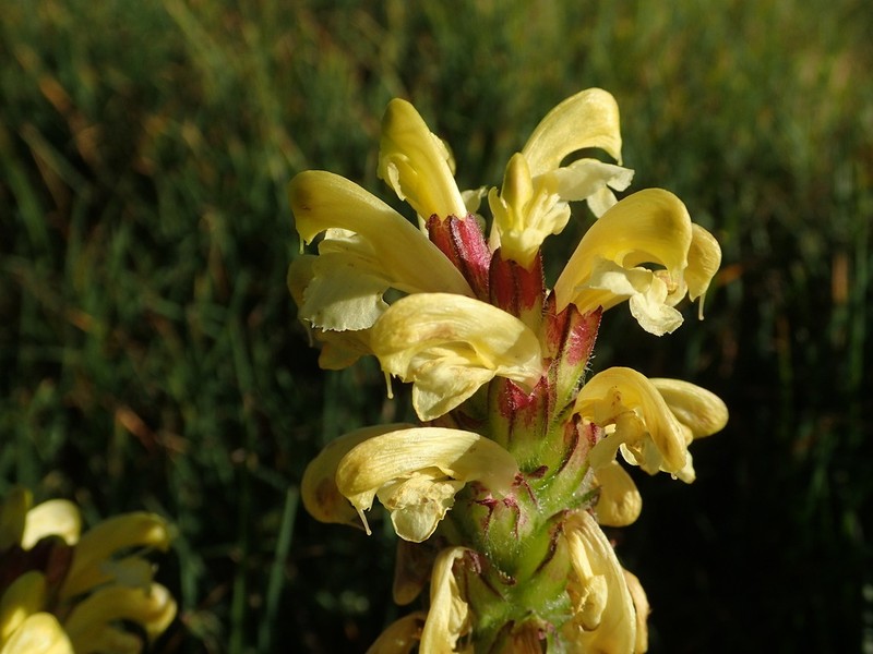 Pedicularis sibthorpii photo 4