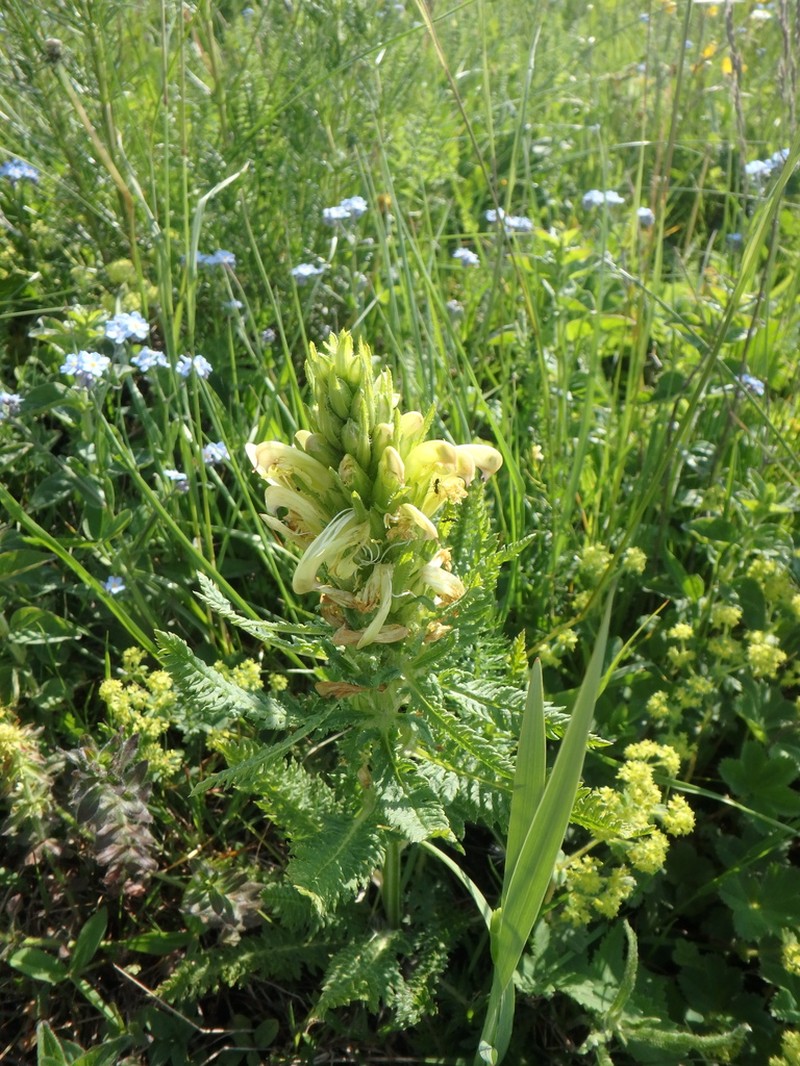 Pedicularis sibthorpii photo 5