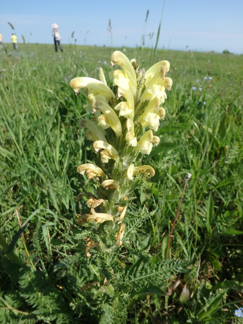 Pedicularis sibthorpii photo 6