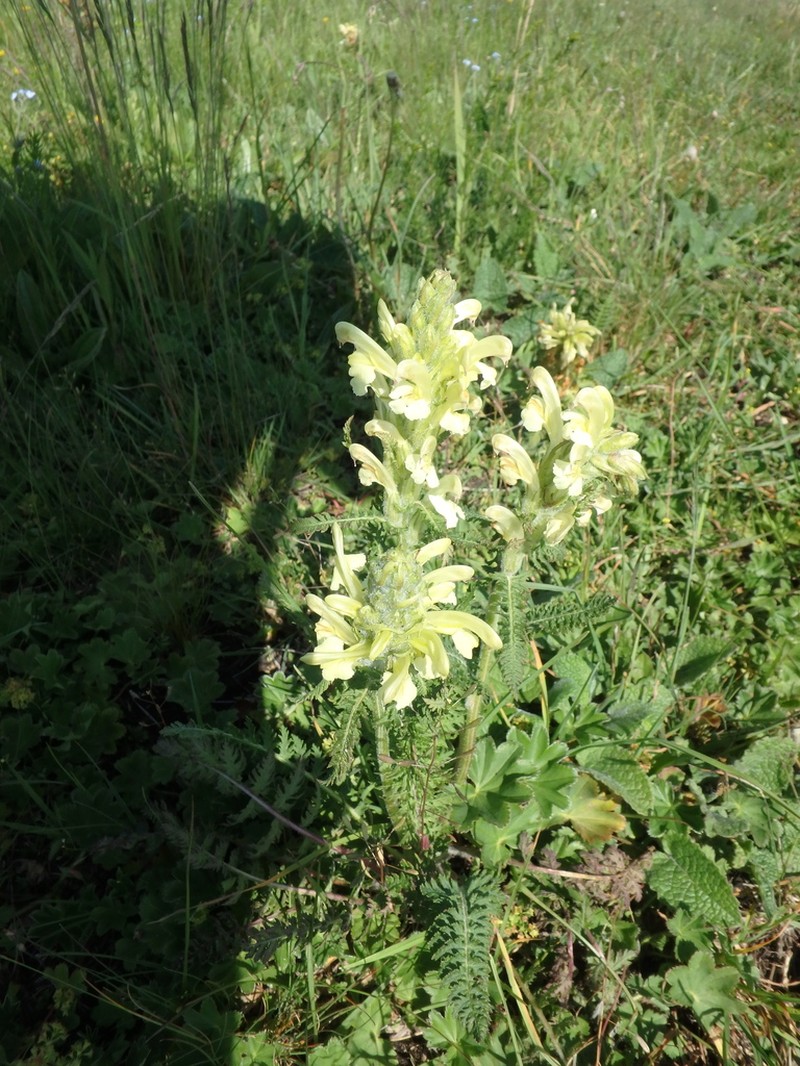Pedicularis sibthorpii photo 7