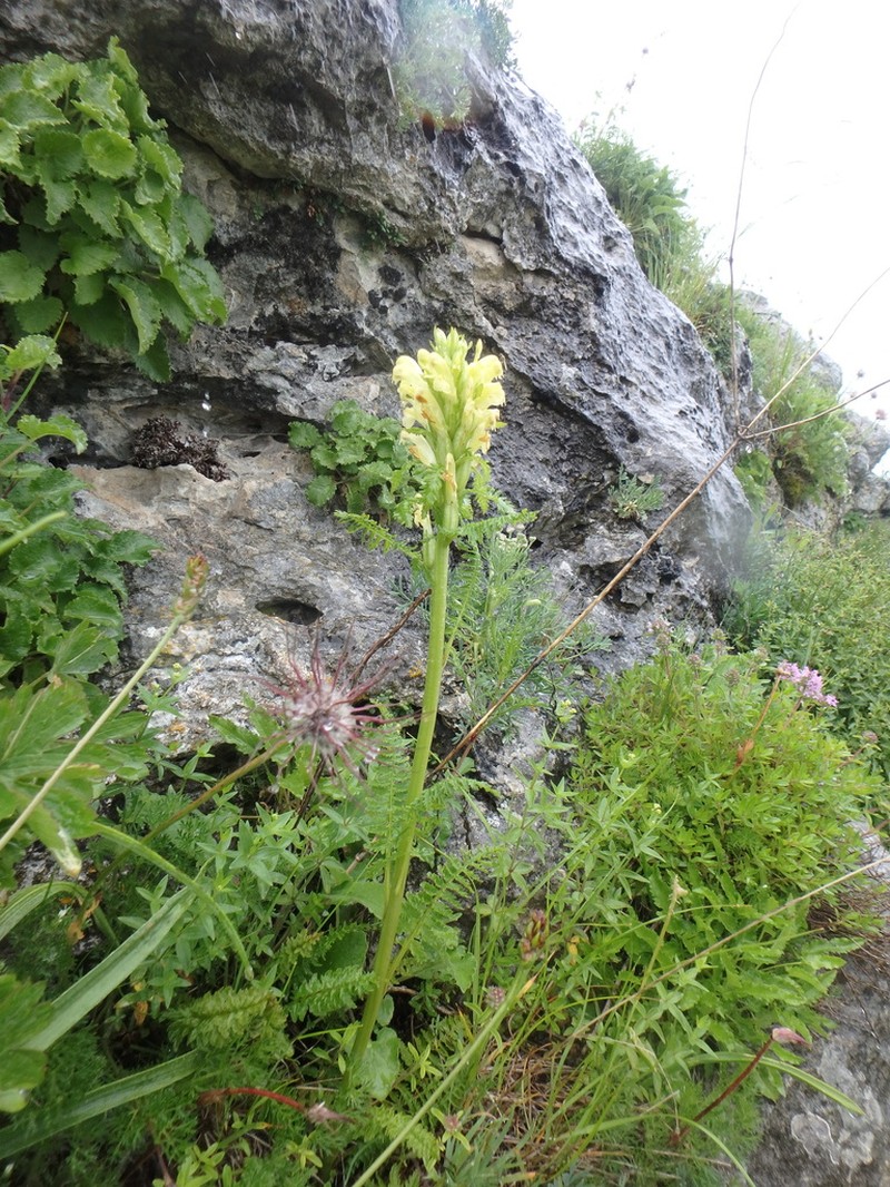 Pedicularis sibthorpii photo 8