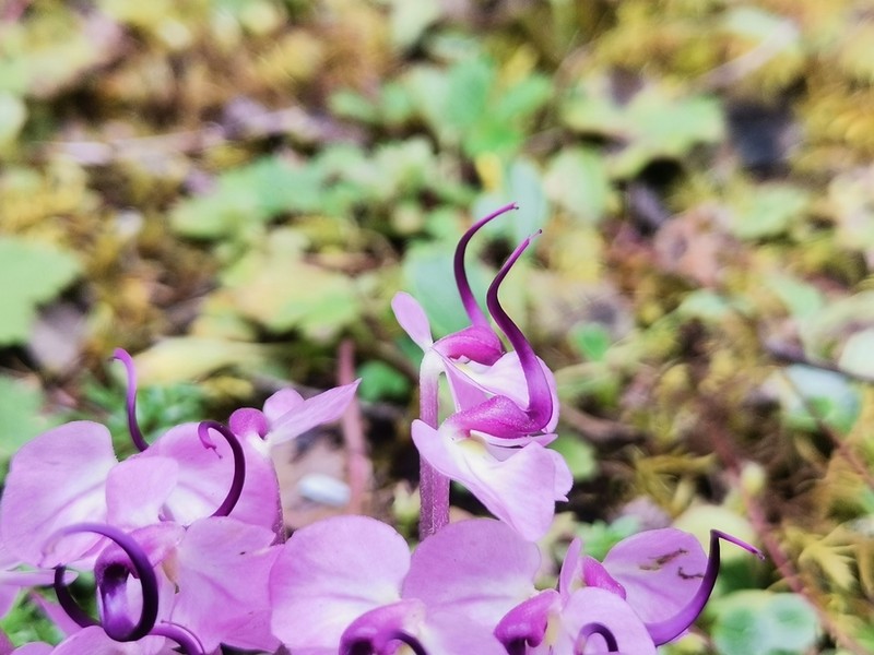 Pedicularis sigmoidea