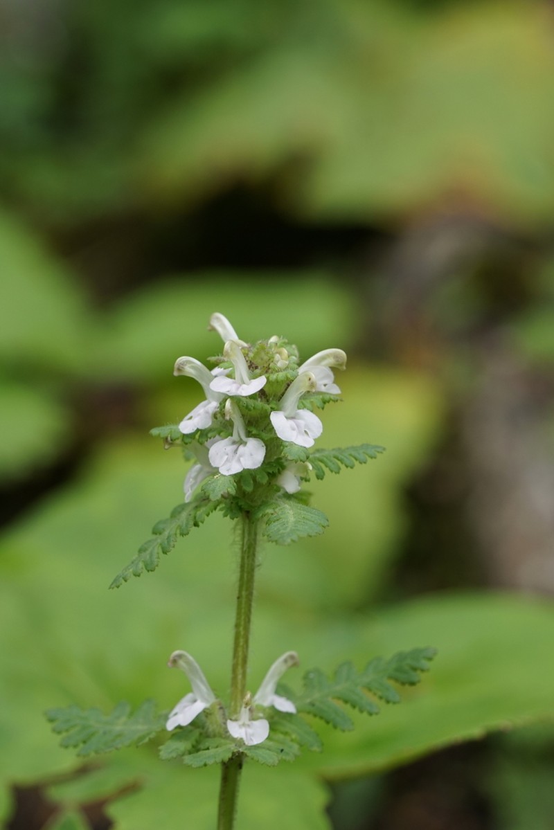 Pedicularis sima