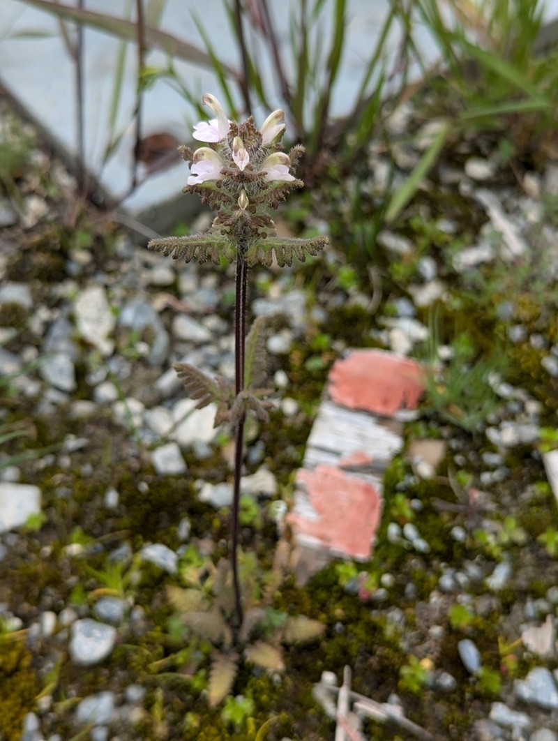 Pedicularis sima photo 2