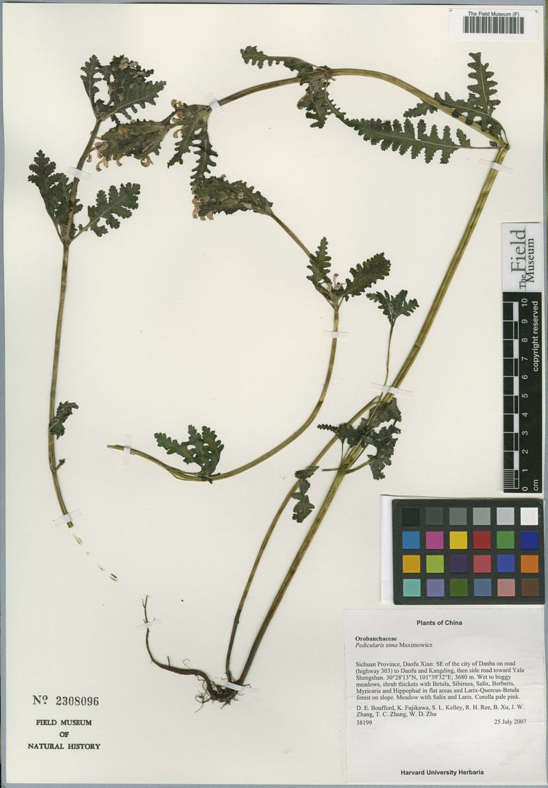 Pedicularis sima photo 4