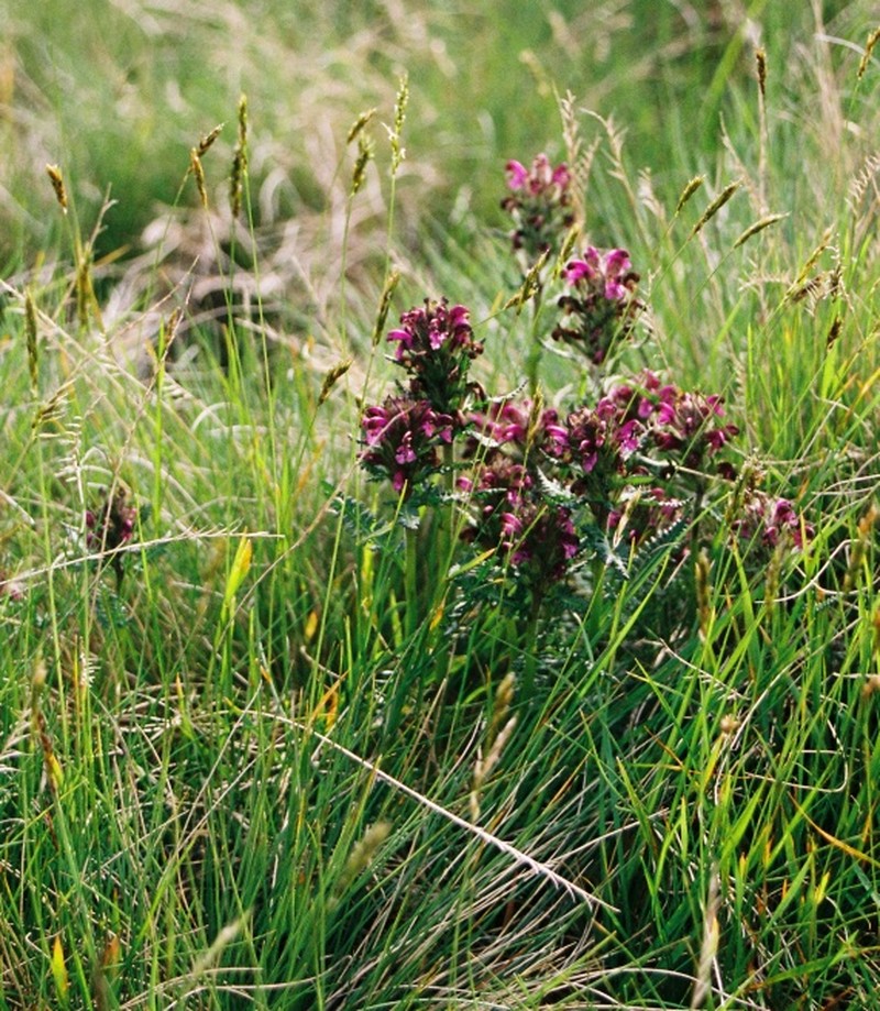 Sudetic Lousewort